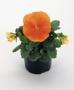 Seminte profesionale VIOLA - PANSELUTE - seria INSPIRE - imagine 48740